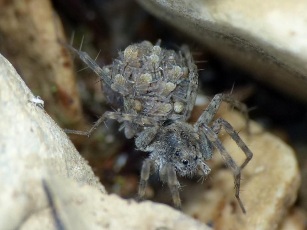 Pardosa wagleri - Tolfa (RM)